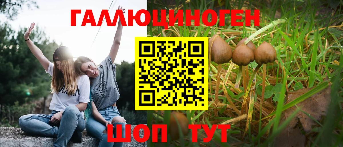 Псилоцибиновые грибы Psilocybe Мегион